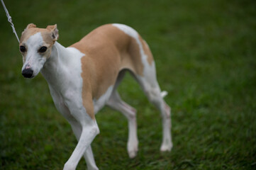 Brown and white Whippet dog on a field of grass
