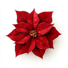 Flor de Pascua roja sobre fondo blanco