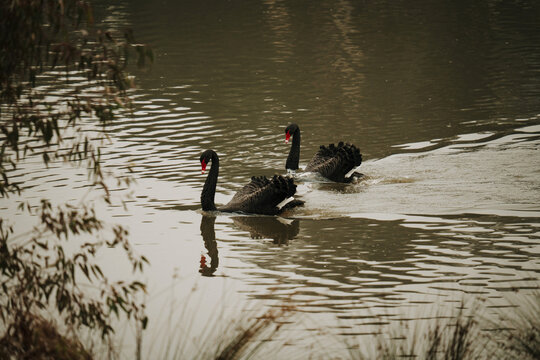 Pair of black swans swimming in the lake.