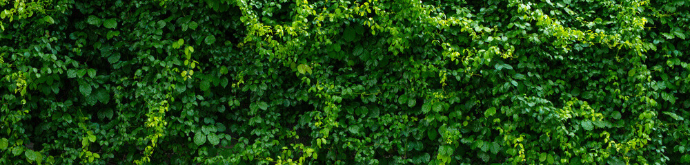 Natural green ivy background texture growing on the fence wall.