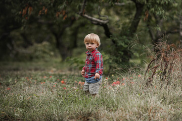 Little boy playing in peaches tree orchard. Kids pick fruit in a basket. Baby eating healthy fruits at fall harvest. Outdoor fun for children. Kid with a basket.