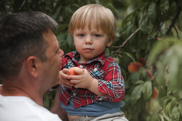 Little  boy with father picking and eating fresh ripe peach from tree on organic pick own fruit farm. Kids pick and eat tree ripen peaches in summer orchard.