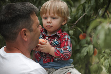 Little  boy with father picking and eating fresh ripe peach from tree on organic pick own fruit farm. Kids pick and eat tree ripen peaches in summer orchard.
