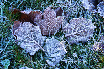 Fallen leaves on the ground, delicately coated with a shimmering layer of rime and hoarfrost,...