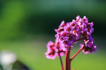 Blooming plant Bergenia Cordifolia