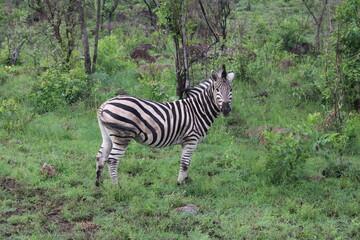 zebra in the wild