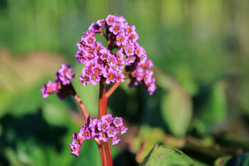 Blooming plant Bergenia Cordifolia