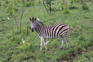 zebra in the grass