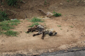 Hyena cubs sleeping