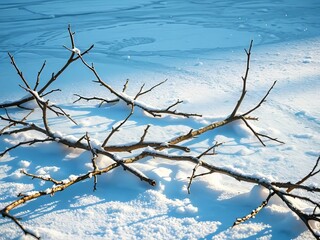 Frozen Lake Branches Winter Vivid Landscape Snow Nature