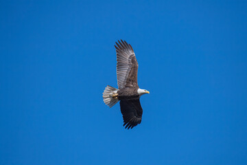 American Bald Eagle Soars Against a Bright Bluee Sky