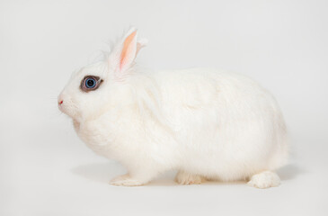 White fluffy domestic rabbit with blue eyes, full-length profile view. Two year old female white dwarf decorative rabbit with dark spot around eyes on white background.