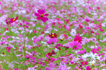 Obraz premium コスモスの花畑