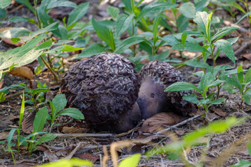 黒いキノコの森の風景