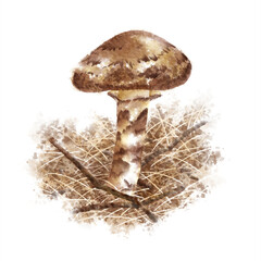 デジタル水彩画＿松林に生える食用キノコの松茸