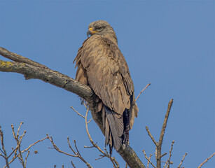 Nibbio bruno (Milvus migrans)