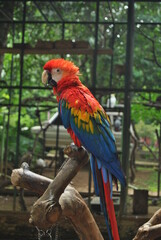 A red macaw is perched on a tree