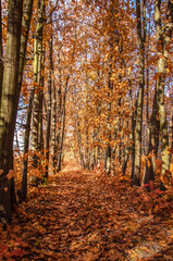 Autumn alley in oak grove.