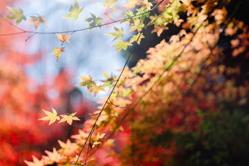 京都の常称寺の紅葉