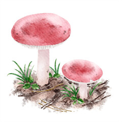 デジタル水彩画＿野生のベニタケ科のキノコ