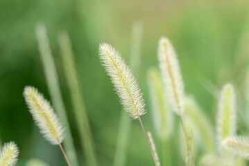 湖畔のそよ風にゆらぐエノコログサ　滋賀県草津市