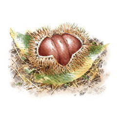 デジタル水彩画＿落ち葉の上のいがぐり