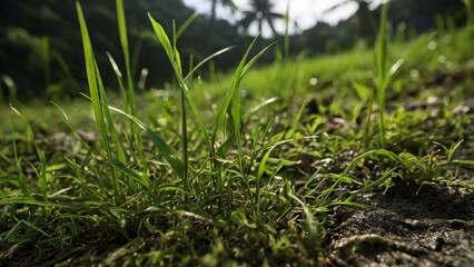 green grass and blue sky