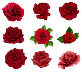 Set of red roses hand drawn color set. Black line rose flowers inflorescence silhouettes isolated on white background. Icon roses collection. Vector doodle illustration, flower vector icons set.