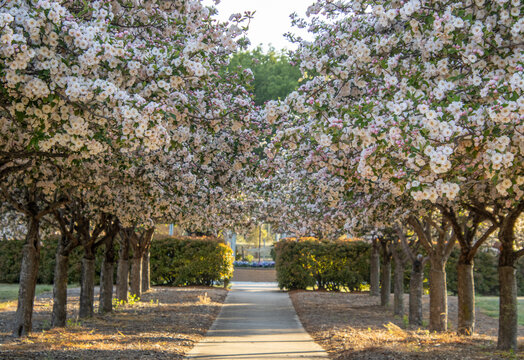 An avenue of crabapple blossoms