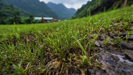 green grass and blue sky