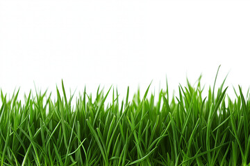 Fototapeta premium Photo of a green grass border on a white background, a studio shot, macro photograph.