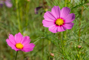 Fototapeta premium 晴れた日の美しいピンクのコスモス