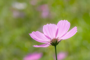 晴れた日の美しいピンクのコスモス