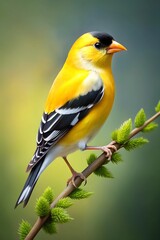 Naklejka premium goldfinch bird photorealism style