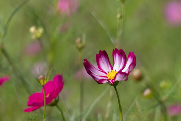 Obraz premium 晴れた日の美しいピンクのコスモス 滋賀県守山市