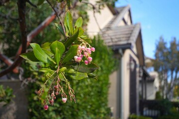 Pink flowers with suburban house background