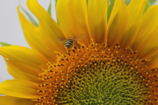 close up photo of sunflower