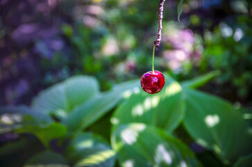 One beautiful cherry berry on a tree against the background of plants in the garden.