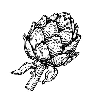 artichoke black and white drawing clip art preview