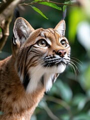 Fototapeta premium Lynx observing wildlife in forest habitat close-up photography nature wildlife animal behavior