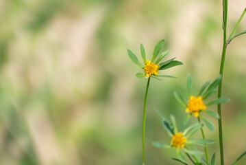 風にそよぐアメリカンセンダングサ