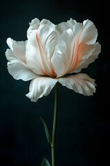 Elegant White Tulip on Dark Background