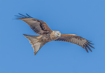 Nibbio reale (Milvus milvus)