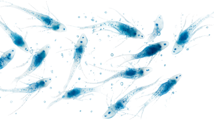 Marine plankton transparent background