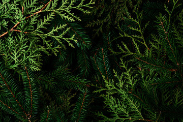 Detailed Christmas and New Year background with layers of lush green pine branches, showcasing natural texture and holiday vibes