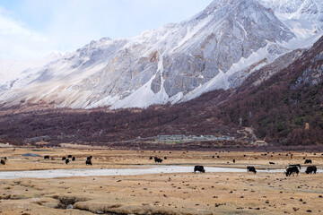 Horses, donkeys, yaks and Tibetan holy snow mountains and Luorong Pasture at Yading Nature Reserve, Sichuan, China 