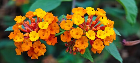 Wild colorful flower