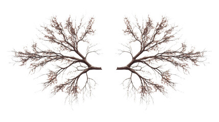 Obraz premium Tree branch transparent background