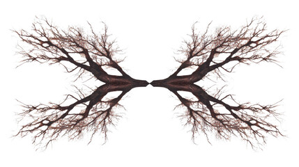 Obraz premium Tree branch transparent background