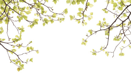 Tree branch transparent background